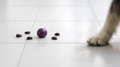 Uva e uvetta sono pericolose per i cani: sintomi, rischi e cosa fare subito