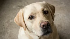 7 razze di cani più docili: quali consigliano i veterinari per famiglie con bambini e proprietari alle prime armi