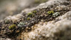 I funghi sono arrivati sulla terraferma prima delle piante? Lo studio che riscrive la cronologia