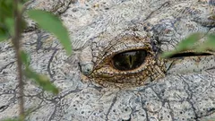 Il coccodrillo più vecchio del mondo: ecco com’è questo prodigio della natura, una belva di 124 anni di nome Henry.