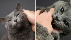 Perché un gatto prima è dolce e amichevole, poi all’improvviso morde: curiosità su questo fenomeno