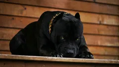 Le sei razze canine più coraggiose che diventeranno fedeli compagni