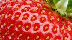 In pochi lo sanno: come si chiamano i minuscoli semini sulla fragola e a cosa servono